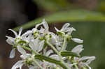 Narrowleaf whitetop aster